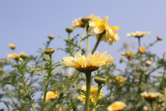 yellow colored crown daisy farm