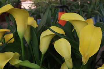 Calla lily flower plant on pot © Cavan