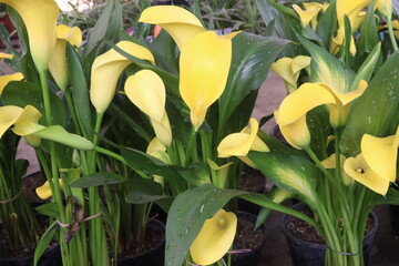 Calla lily flower plant on pot © Cavan