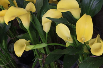 Calla lily flower plant on pot © Cavan