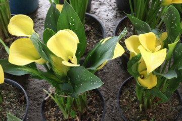Calla lily flower plant on pot © Cavan
