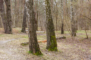 Fototapeta premium Section of forest with growing and fallen birches at springtime