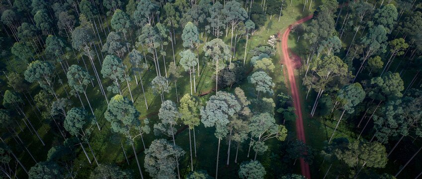 Forest trees flank a narrow dirt path winding through a dense tropical woodland.