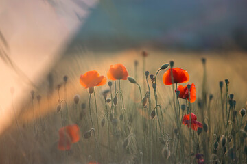 Beautiful field of red poppies in the sunset light.