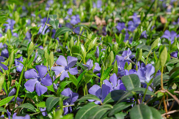 Blooming periwinkle with young leaves on fresh shoots close-up © An-T