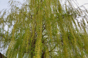 Fototapeta premium Old willow with hanging branches with young foliage and catkins