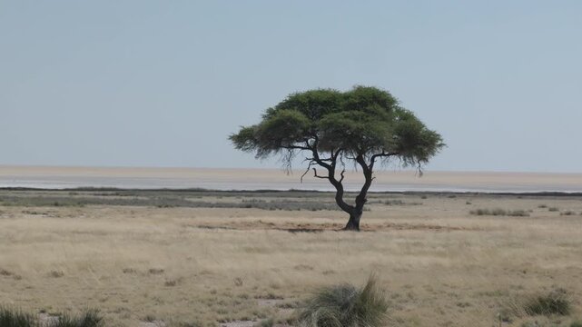 a solitary acacia tree with the salt pan in the background at etosha national park of namibia, africa
