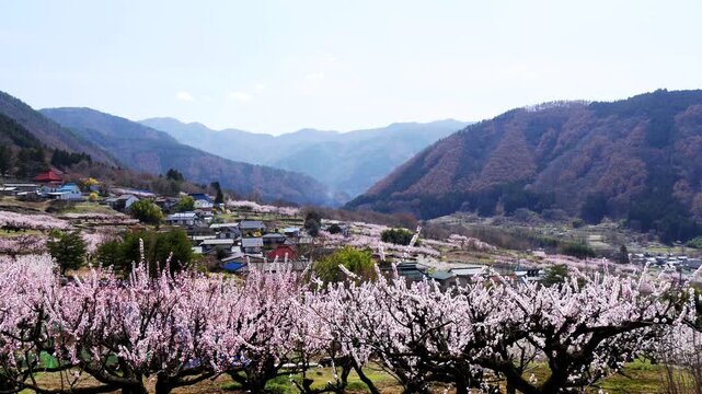 山際の集落とアンズ畑　パン