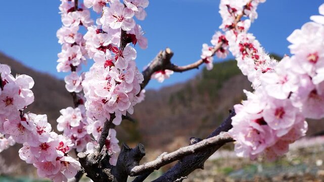 アンズの花アップドリー撮影