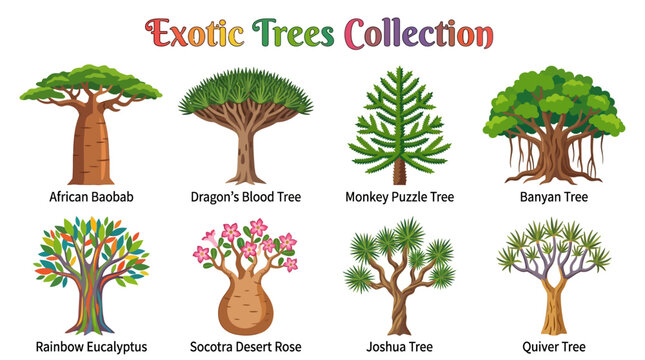 Exotic Tree Species Collection with Baobab Banyan Joshua and Dragon Blood Trees
