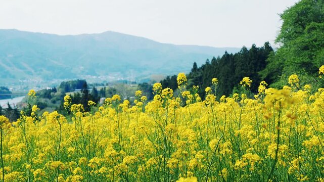 菜の花公園から千曲川と北信濃の山を望む　ドリー撮影