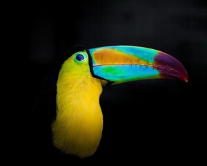 Obraz premium Stunning keel-billed toucan portrait on black background representing exotic wildlife and tropical biodiversity for travel brochures, environmental campaigns, and creative web design.