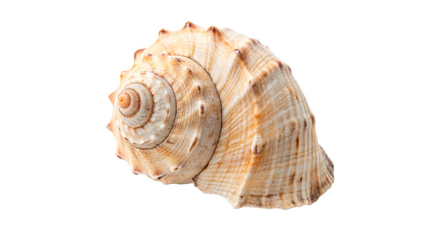 Natural large whelk murex seashell for marine wildlife nature and home interior nautical decoration or art isolated on transparent background