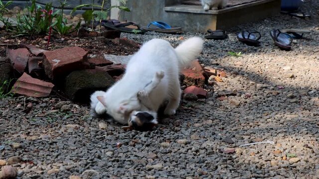 Adult cat playfully pouncing on a kitten and gently biting during a playful interaction outdoors. The scene captures natural feline bonding, playful behavior, and affectionate interaction between cats