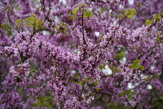Bl&uuml;hender Judasbaum (Cercis siliquastrum) mit violetten Bl&uuml;ten und jungen gr&uuml;nen Bl&auml;ttern im Mai