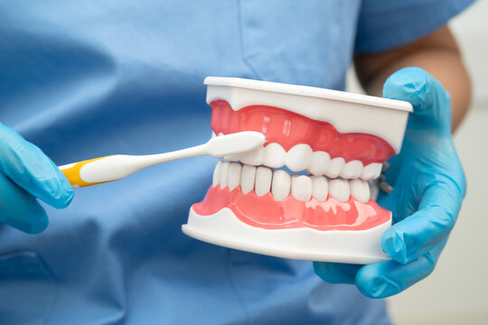 Doctor clean teeth denture with toothbrush for teach patient and dentist studying about dentistry.