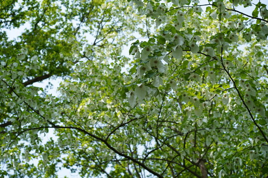 Bl&uuml;hender Taschentuchbaum (Davidia involucrata) mit wei&szlig;en Hochbl&auml;ttern vor blauem Himmel