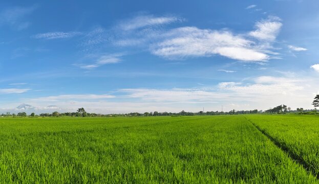 Panoramic view of lush green rice fields with mountain range under clear blue sky in morning light.