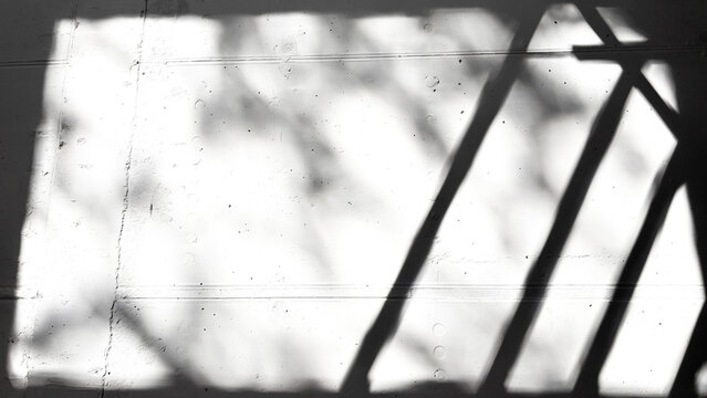 Minimalistic sunlight shadow of a potted plant cast through a window, isolated on transparent PNG background with strong contrast and dramatic light.