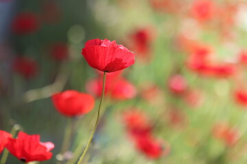 Fototapeta premium Red Poppy Flowers in a Sunlit Field