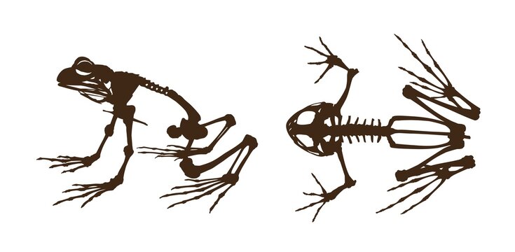 The set of wild frog skeletons.
