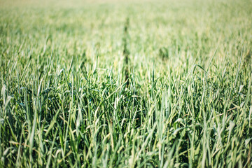 Fototapeta premium Close up view shows green cereal crops growing in sunlit field. Sustainable farming practices, regenerative agriculture field, organic crop production.
