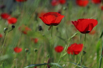 Fototapeta premium Red Poppy Flowers in a Sunlit Field
