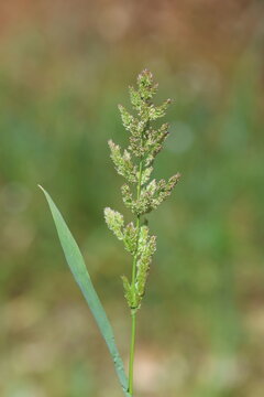 Detailed View of Polypogon Viridis , known as Water Bent Grass in spring