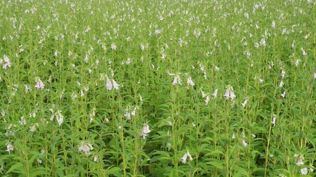 Blooming sesame plant in lush green field