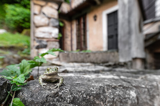 European green toad in the garden (Bufotes virdis)