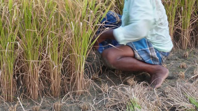 Traditional rice harvesting in golden rural west bengal fields
