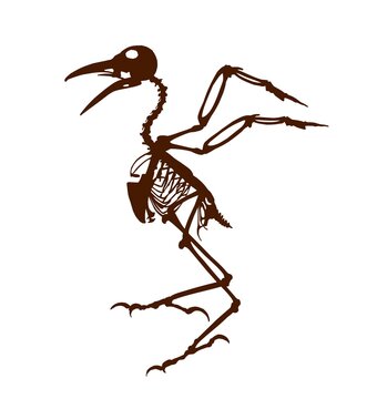 The silhouette skeleton of big bird.

