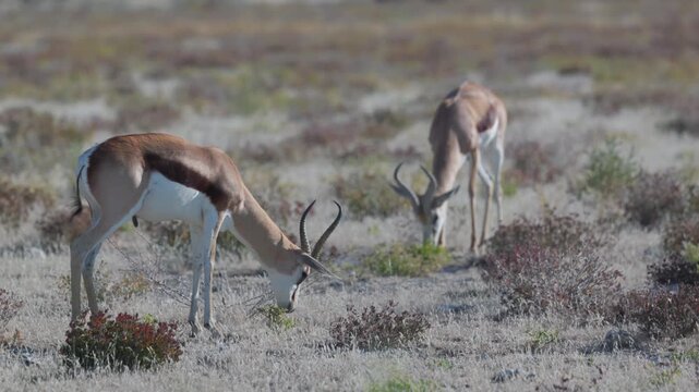 a tracking shot of a springbok pair grazing at etosha national park in namibia, africa