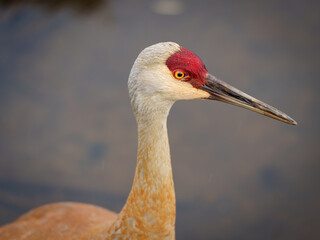 Fototapeta premium Sandhill Crane 