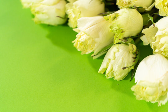 Colorful Matthiola Flowers on Green Background