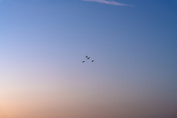 Fototapeta premium Flock of Birds Flying Through the Twilight Gradient Sky