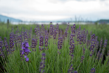 Fototapeta premium Lavender field with lake and mountain background