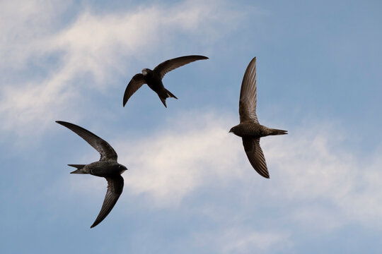 Three common swift (Apus apus) in flight.