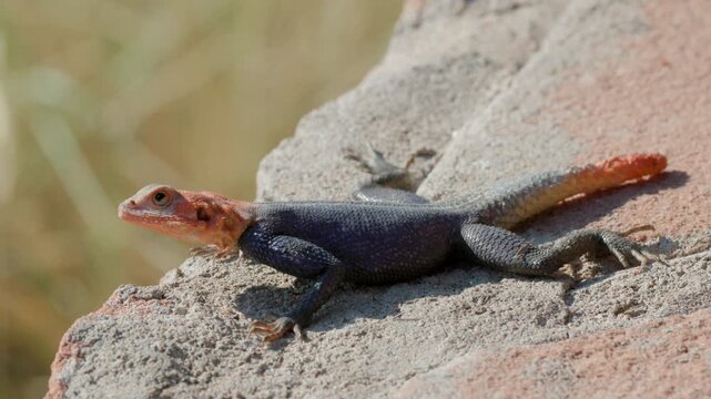 a side view of a colorful male rock agama lizard resting on a rock at twyfelfontein in namibia, africa