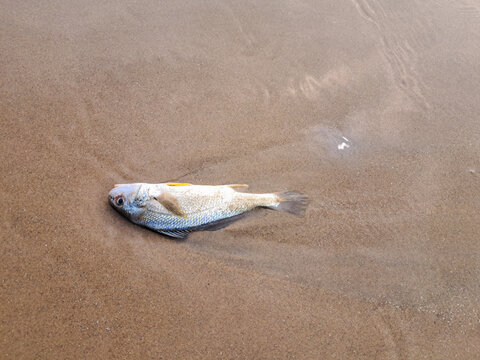 Marine fish washed onto sandy shore by sea waves in India