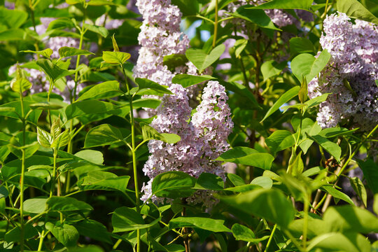 Flowers of lilac, common lilac (Syringa vulgaris), olive family (Oleaceae). Dutch garden. Spring. Blue sky.