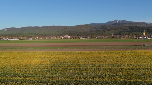 Vibrant yellow rapeseed fields blooming in front of traditional Cristian village and massive Postavaru mountain with a working tractor tilling soil, static aerial landscape with copy space, 4K