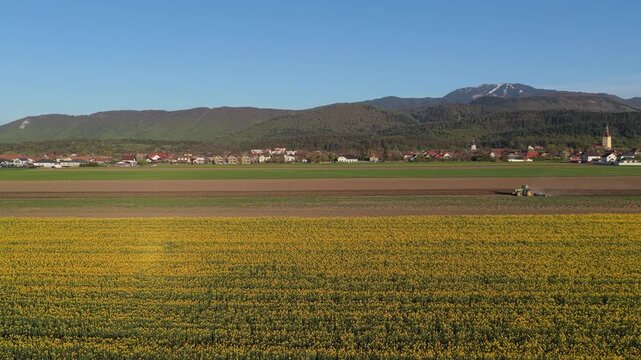 Spectacular aerial view of a working tractor tilling fields near blooming rapeseed with Cristian village and Postavaru mountains in Transylvania, slow drone approach, cinematic 4K