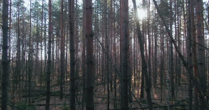 A narrow path winds through a bare autumn birch forest with leafless white trunks under a grey overcast sky.
