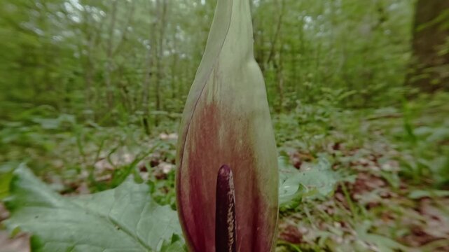 A blooming Lords-and-Ladies plant on the forest floor, a rare, poisonous wildflower