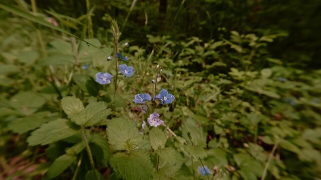 Close-up shot of Germander speedwell blossoms&mdash;wildflowers in the forest, delicate and fragile