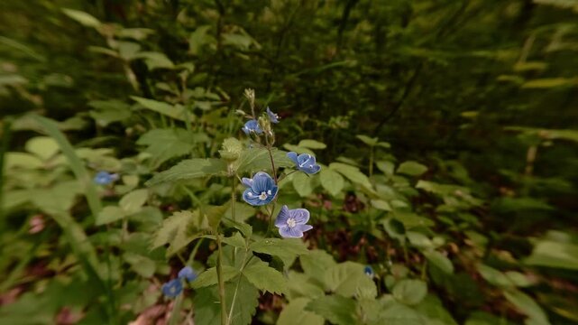 Close-up shot of Germander speedwell blossoms&mdash;wildflowers in the forest, delicate and fragile