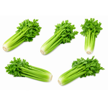 Fresh mixed vegetables with parsley celery lettuce and broccoli isolated on white background