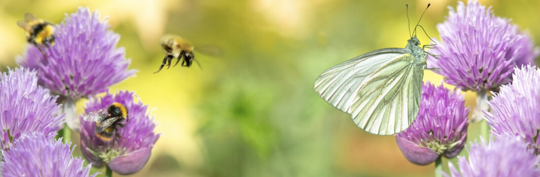 bumble bees and butterfly collecting pollen in a chive flower on green blurred background in garden