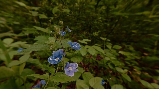 Close-up shot of Germander speedwell blossoms&mdash;wildflowers in the forest, delicate and fragile